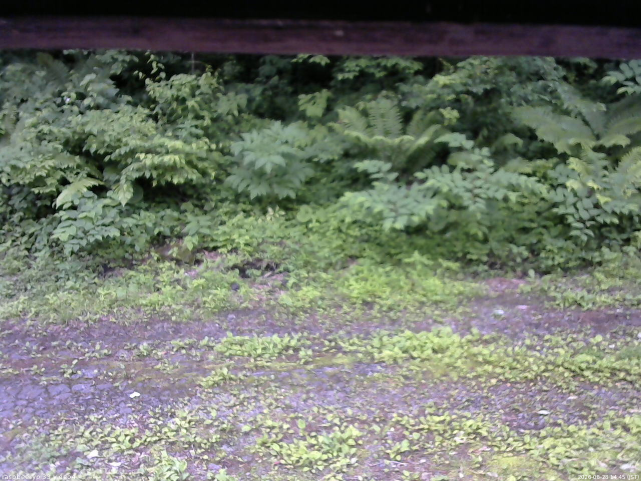 長野県菅平高原 ゆたか山荘 東側(坂下) 2026/06/28 14:45