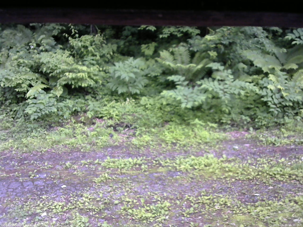 長野県菅平高原 ゆたか山荘 東側(坂下) 2026/06/28 15:30