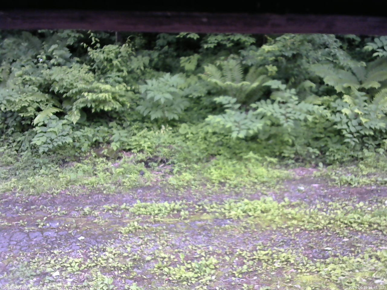 長野県菅平高原 ゆたか山荘 東側(坂下) 2026/06/28 15:45