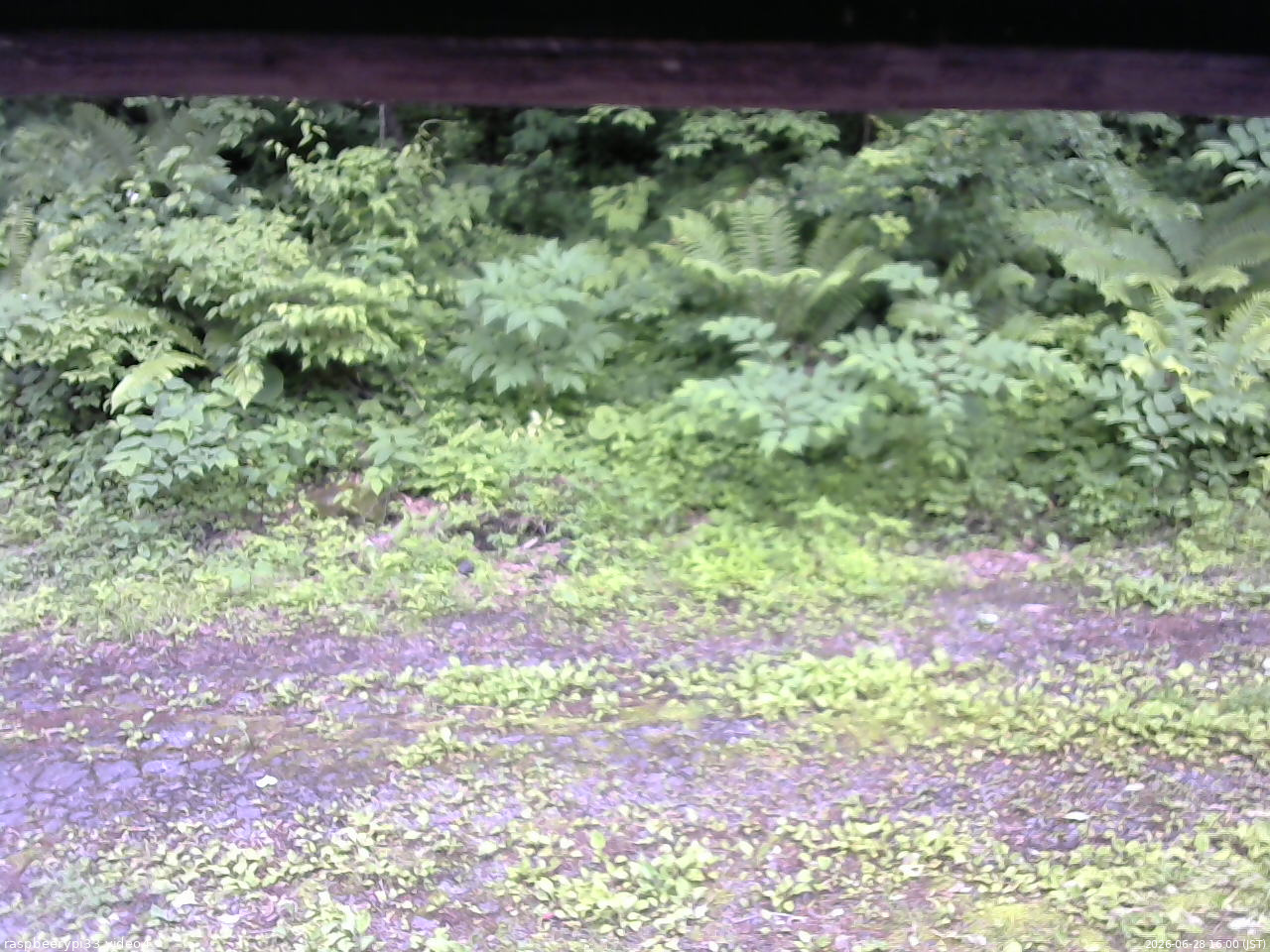 長野県菅平高原 ゆたか山荘 東側(坂下) 2026/06/28 16:00