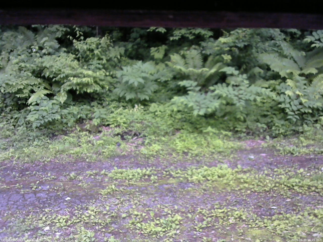 長野県菅平高原 ゆたか山荘 東側(坂下) 2026/06/28 16:45