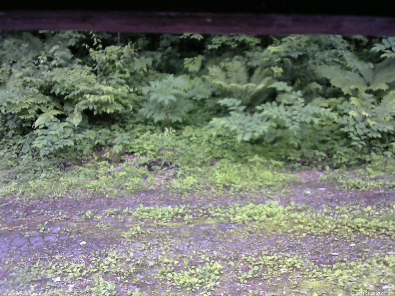長野県菅平高原 ゆたか山荘 東側(坂下) 2026/06/28 17:00