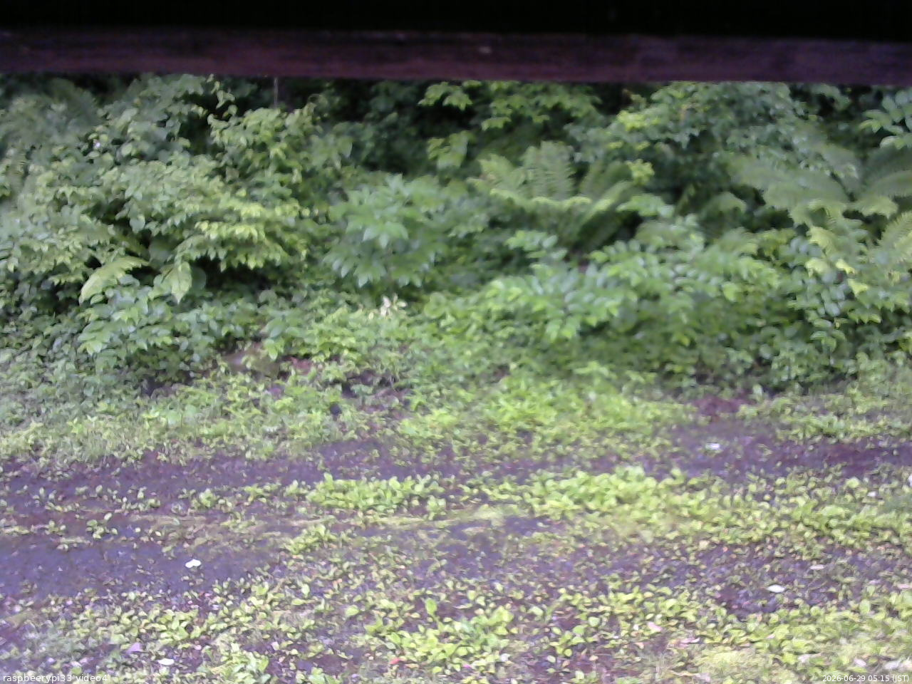 長野県菅平高原 ゆたか山荘 東側(坂下) 2026/06/29 05:15