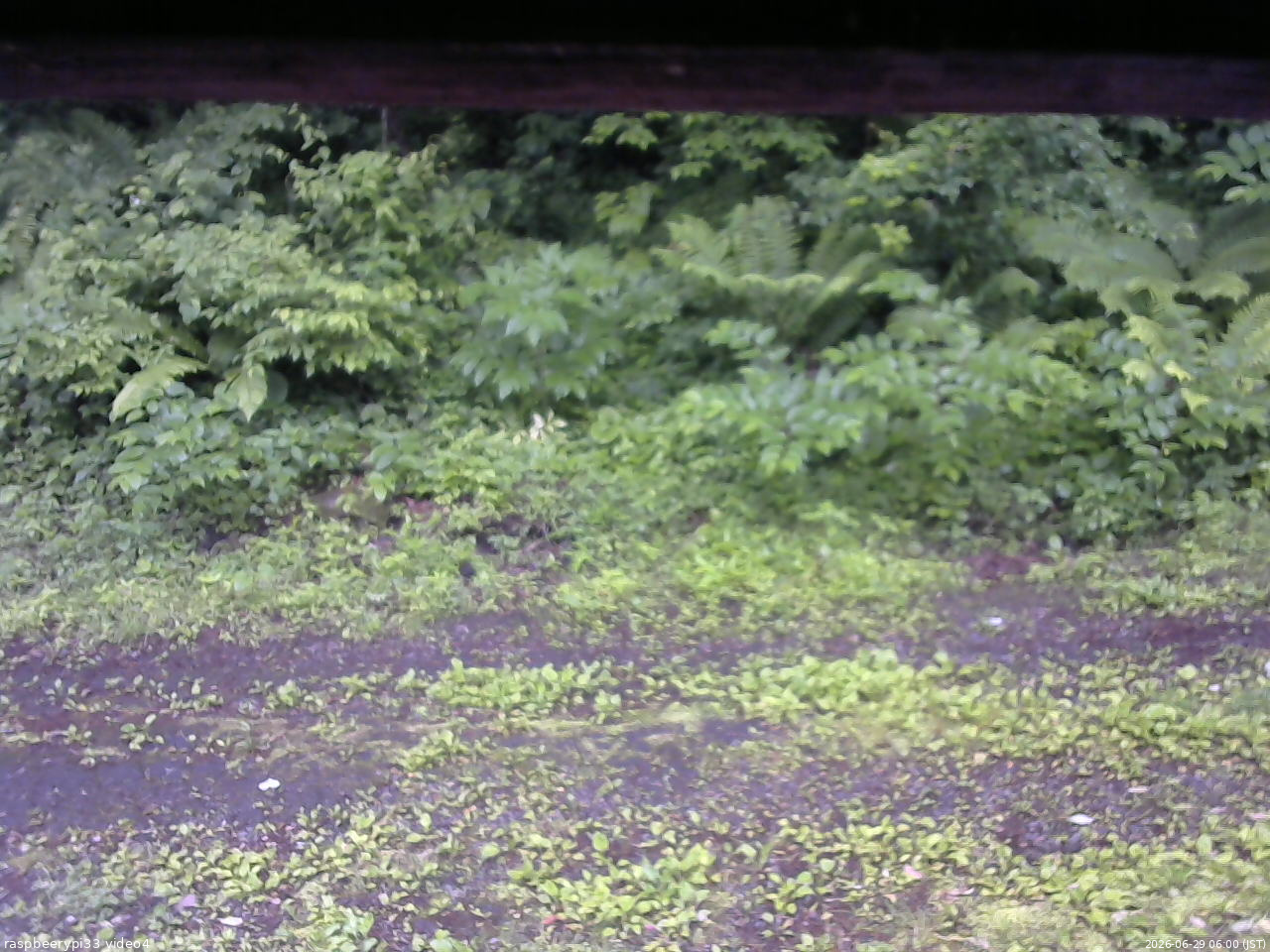長野県菅平高原 ゆたか山荘 東側(坂下) 2026/06/29 06:00