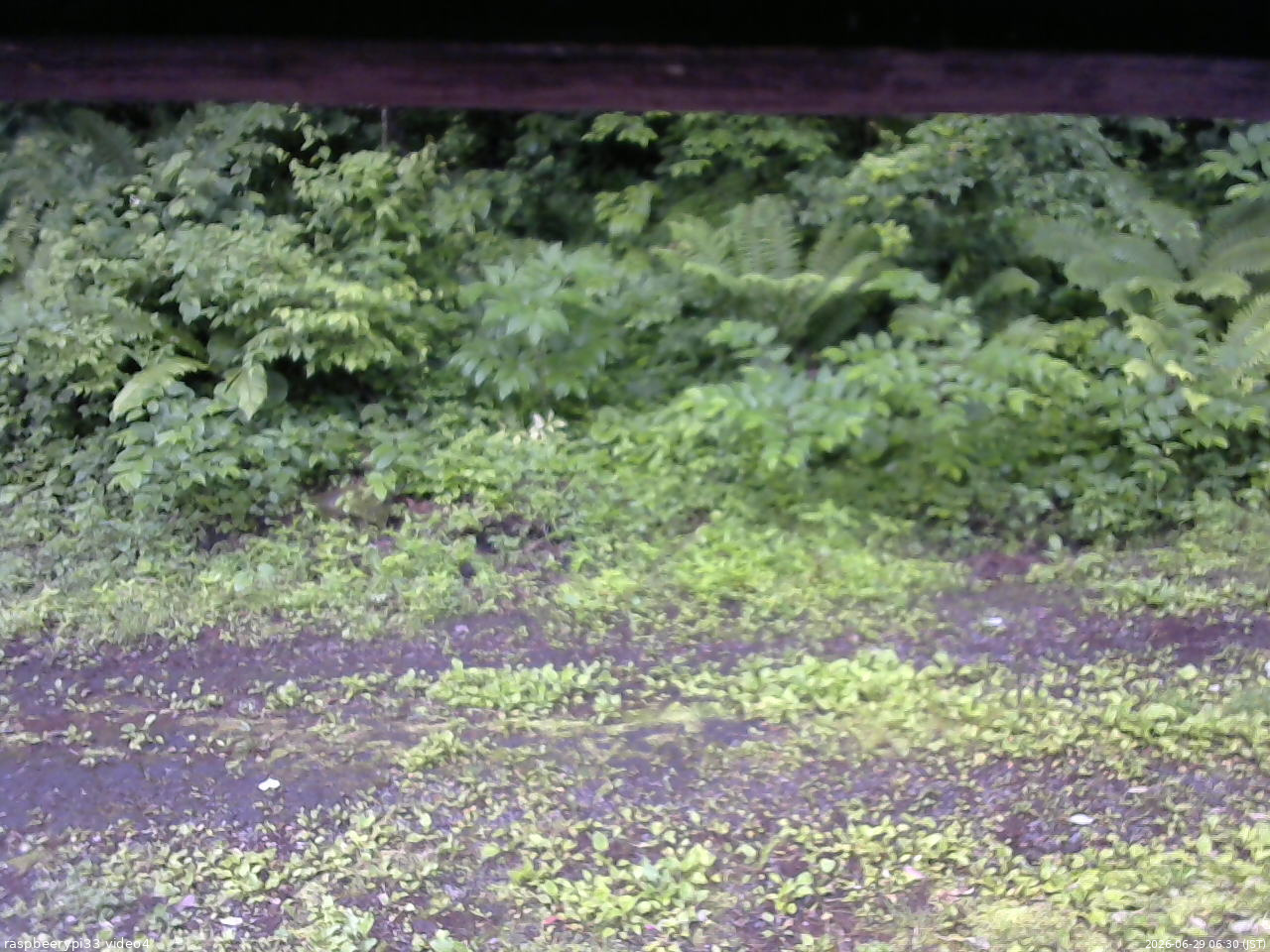 長野県菅平高原 ゆたか山荘 東側(坂下) 2026/06/29 06:30