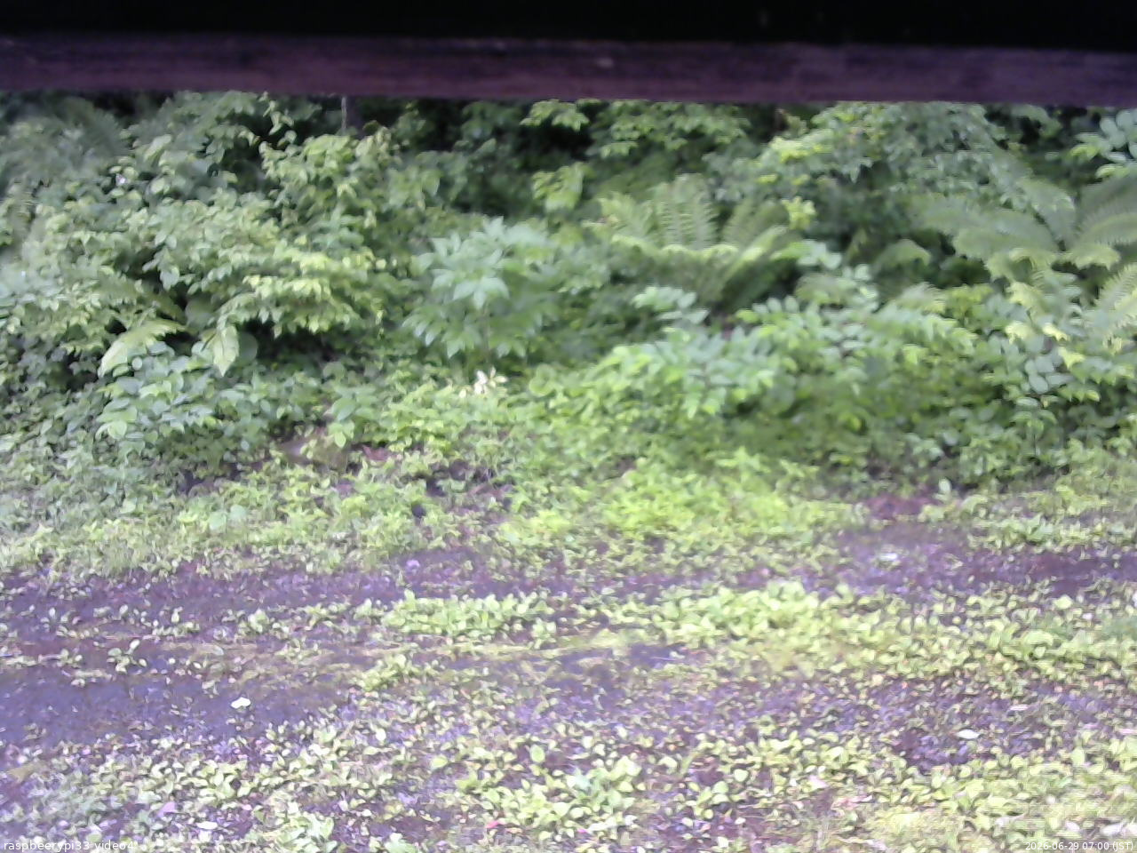 長野県菅平高原 ゆたか山荘 東側(坂下) 2026/06/29 07:00