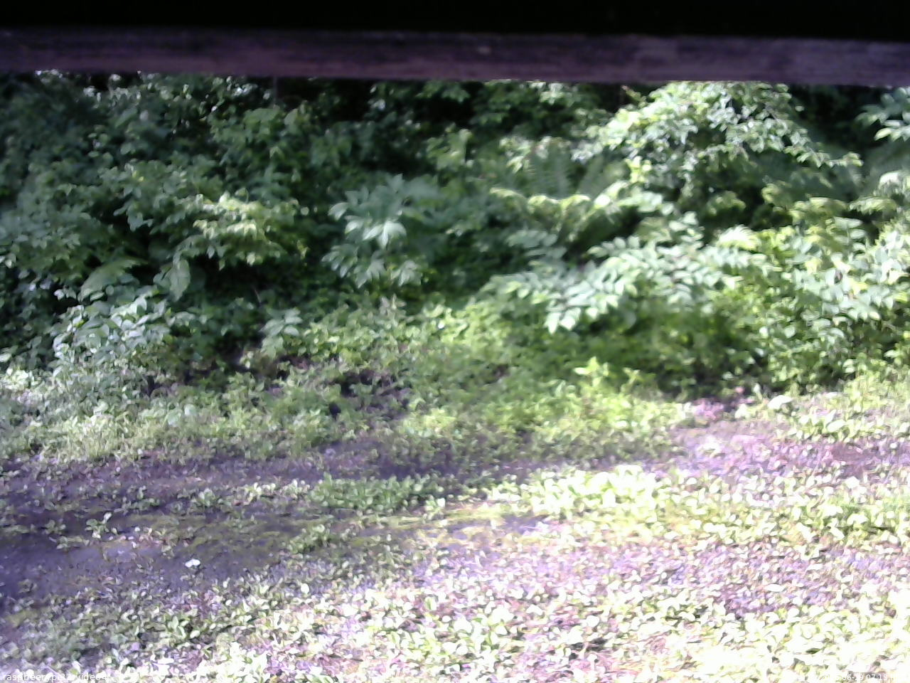 長野県菅平高原 ゆたか山荘 東側(坂下) 2026/06/29 07:15