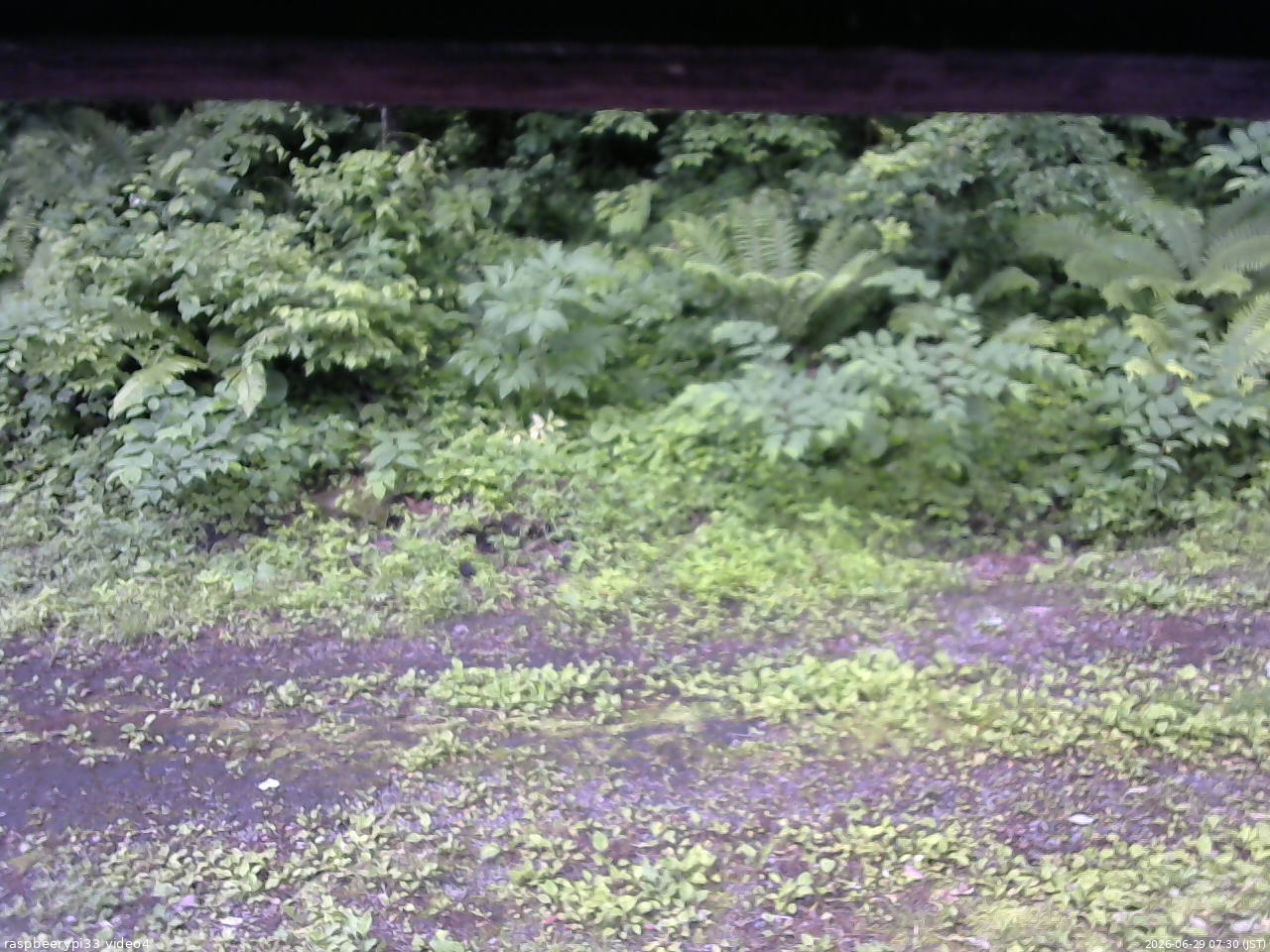 長野県菅平高原 ゆたか山荘 東側(坂下) 2026/06/29 07:30