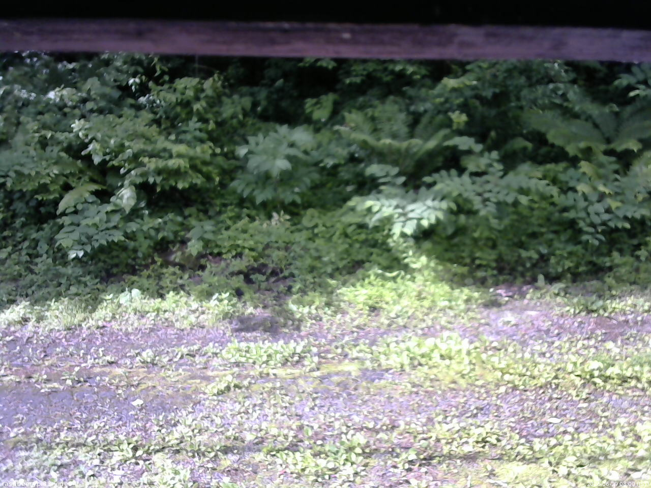 長野県菅平高原 ゆたか山荘 東側(坂下) 2026/06/29 08:00