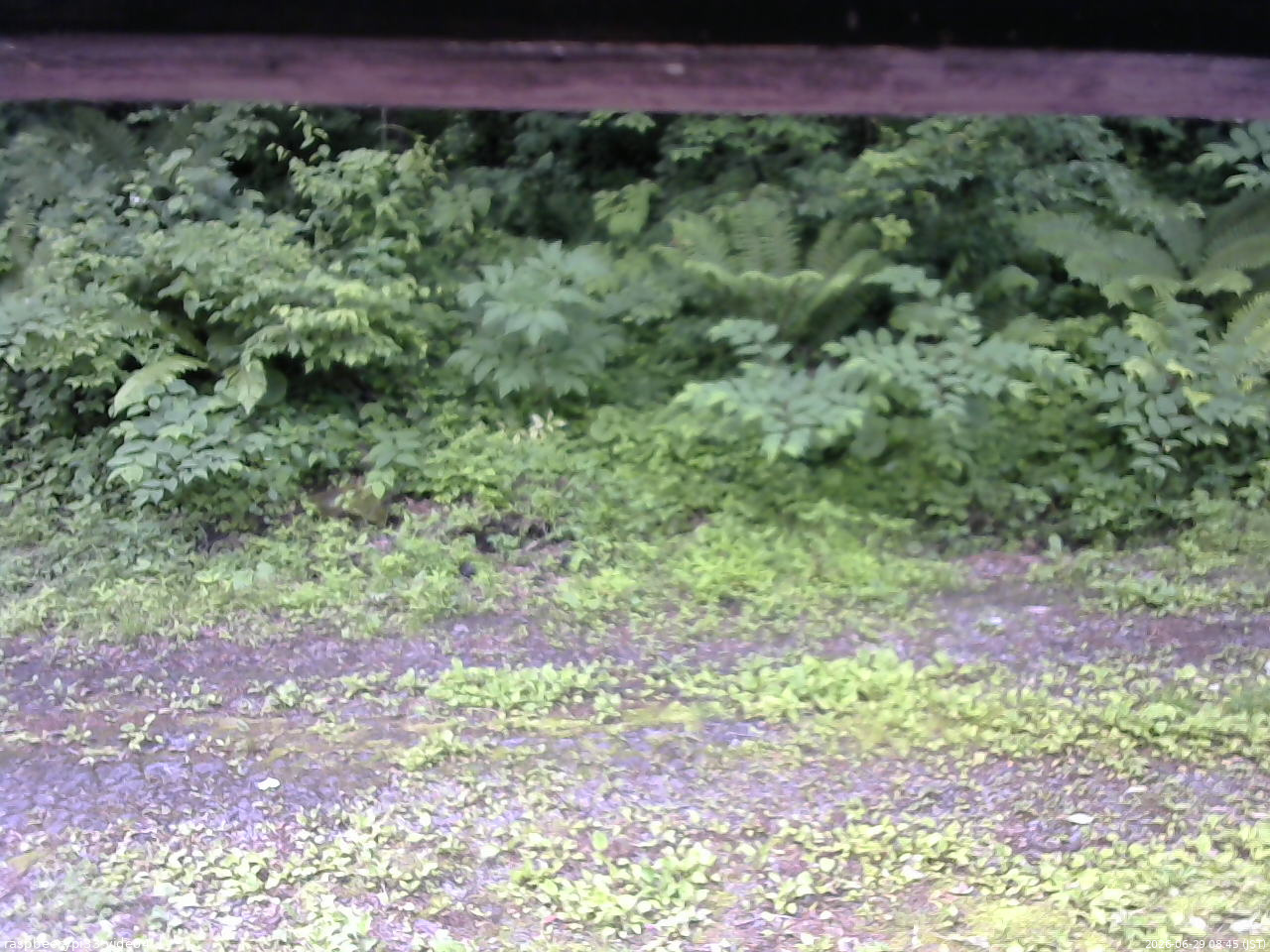 長野県菅平高原 ゆたか山荘 東側(坂下) 2026/06/29 08:45