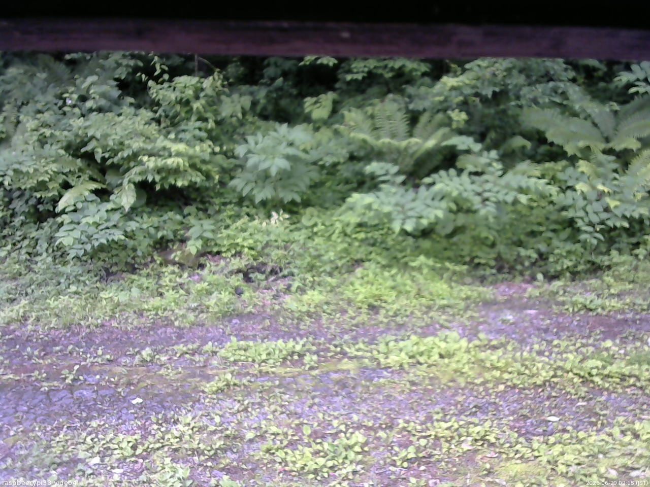 長野県菅平高原 ゆたか山荘 東側(坂下) 2026/06/29 09:15
