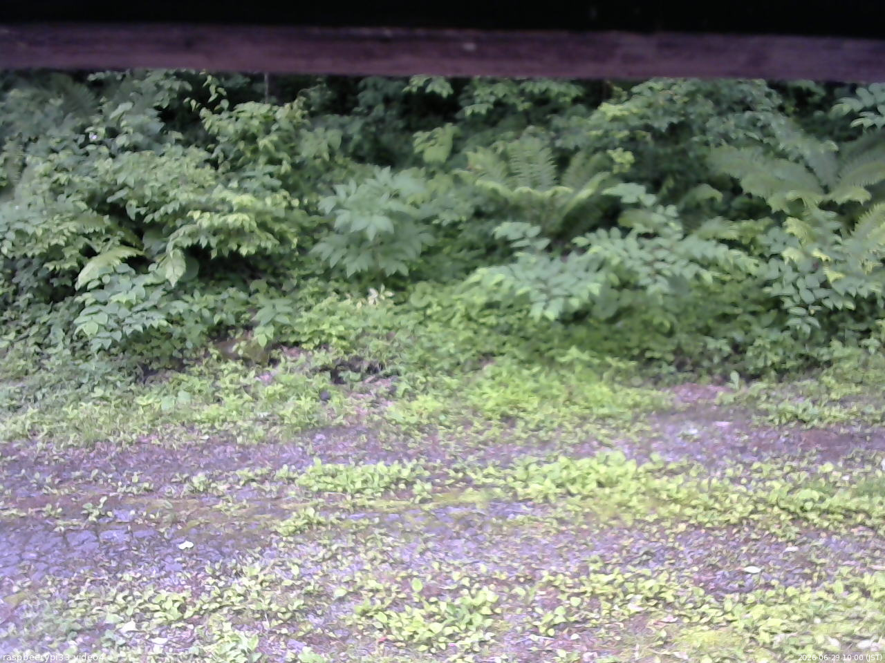長野県菅平高原 ゆたか山荘 東側(坂下) 2026/06/29 10:00