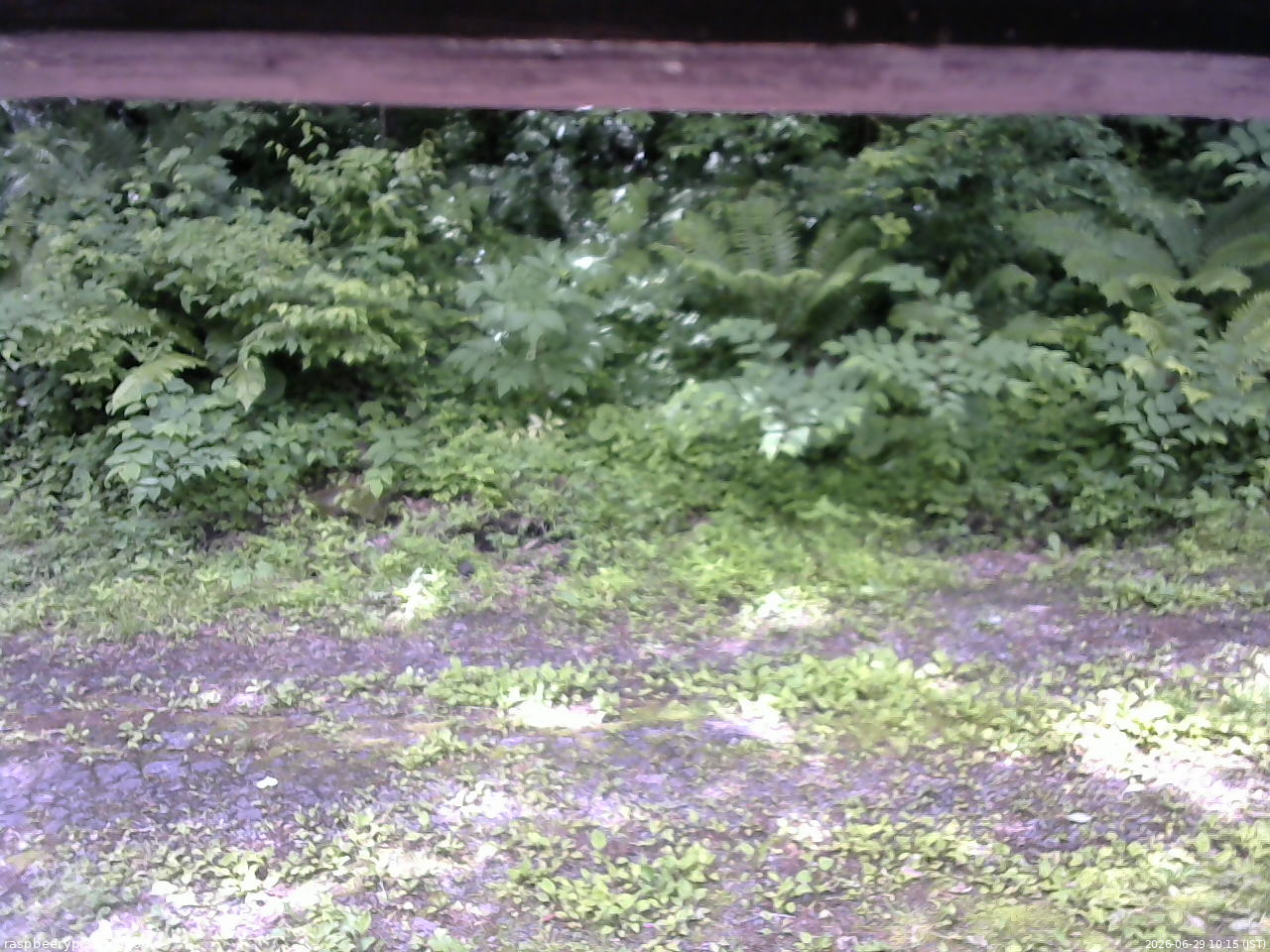 長野県菅平高原 ゆたか山荘 東側(坂下) 2026/06/29 10:15