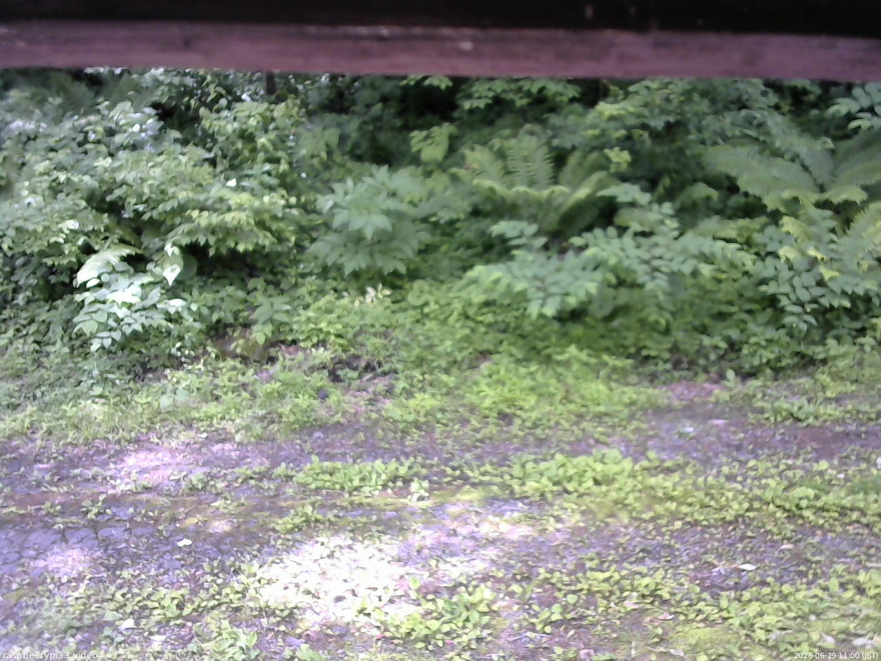 長野県菅平高原 ゆたか山荘 東側(坂下) 2026/06/29 11:00
