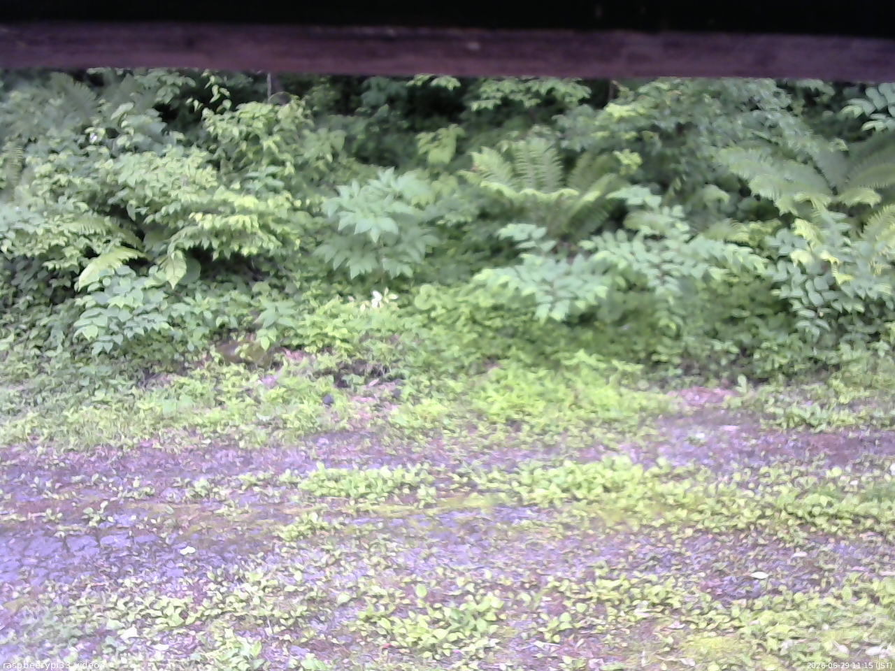長野県菅平高原 ゆたか山荘 東側(坂下) 2026/06/29 11:15