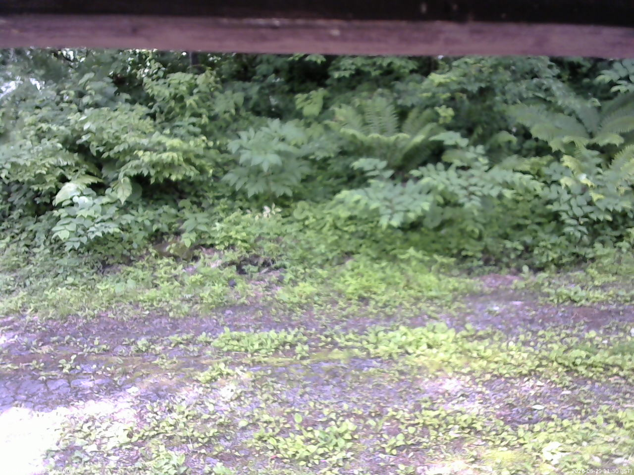 長野県菅平高原 ゆたか山荘 東側(坂下) 2026/06/29 11:30
