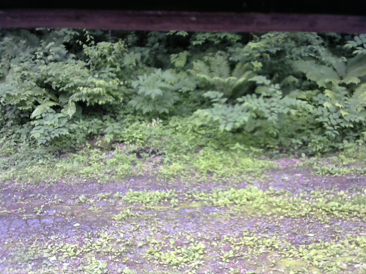 長野県菅平高原 ゆたか山荘 東側(坂下) 2026/06/29 11:45