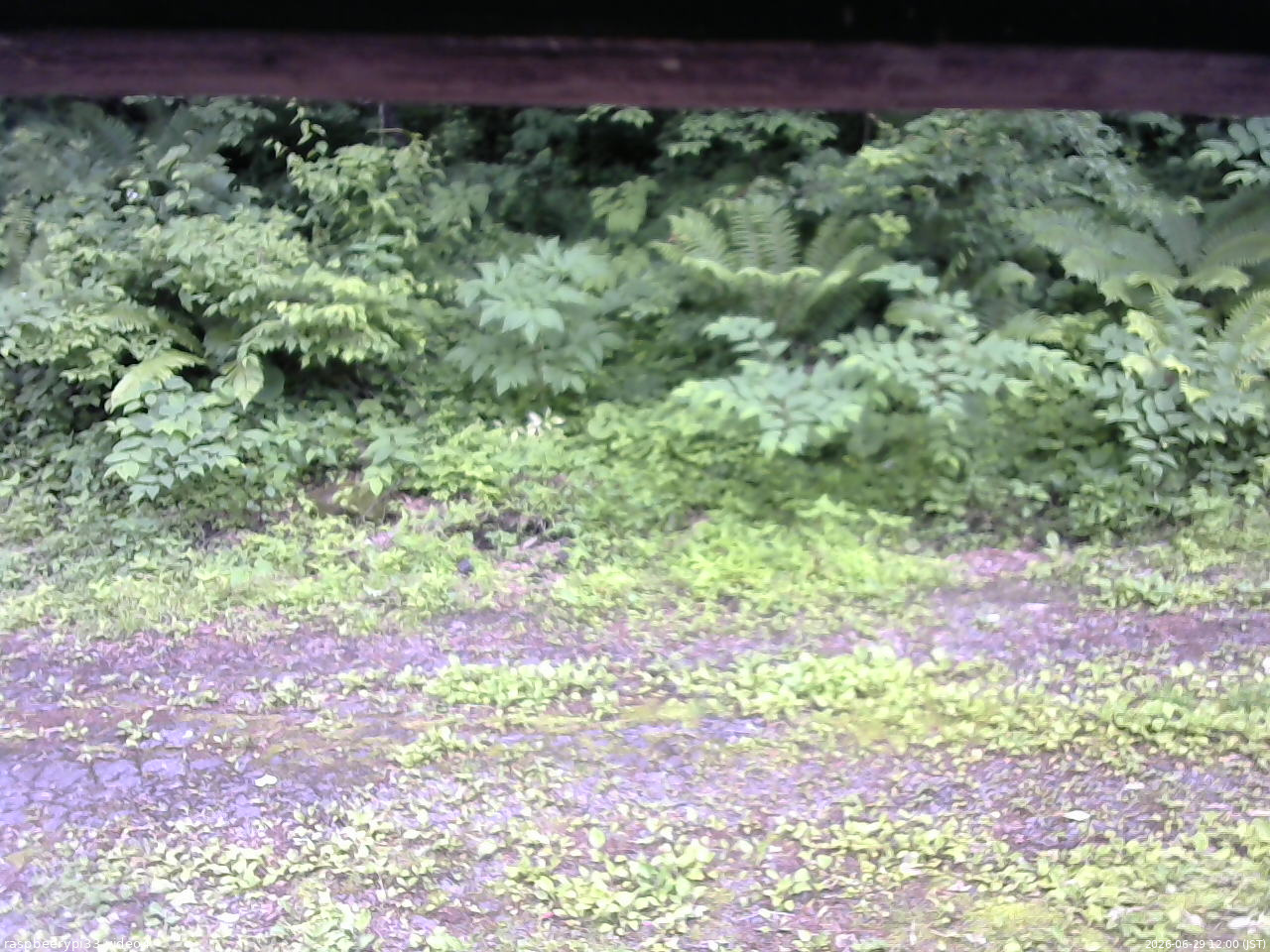 長野県菅平高原 ゆたか山荘 東側(坂下) 2026/06/29 12:00