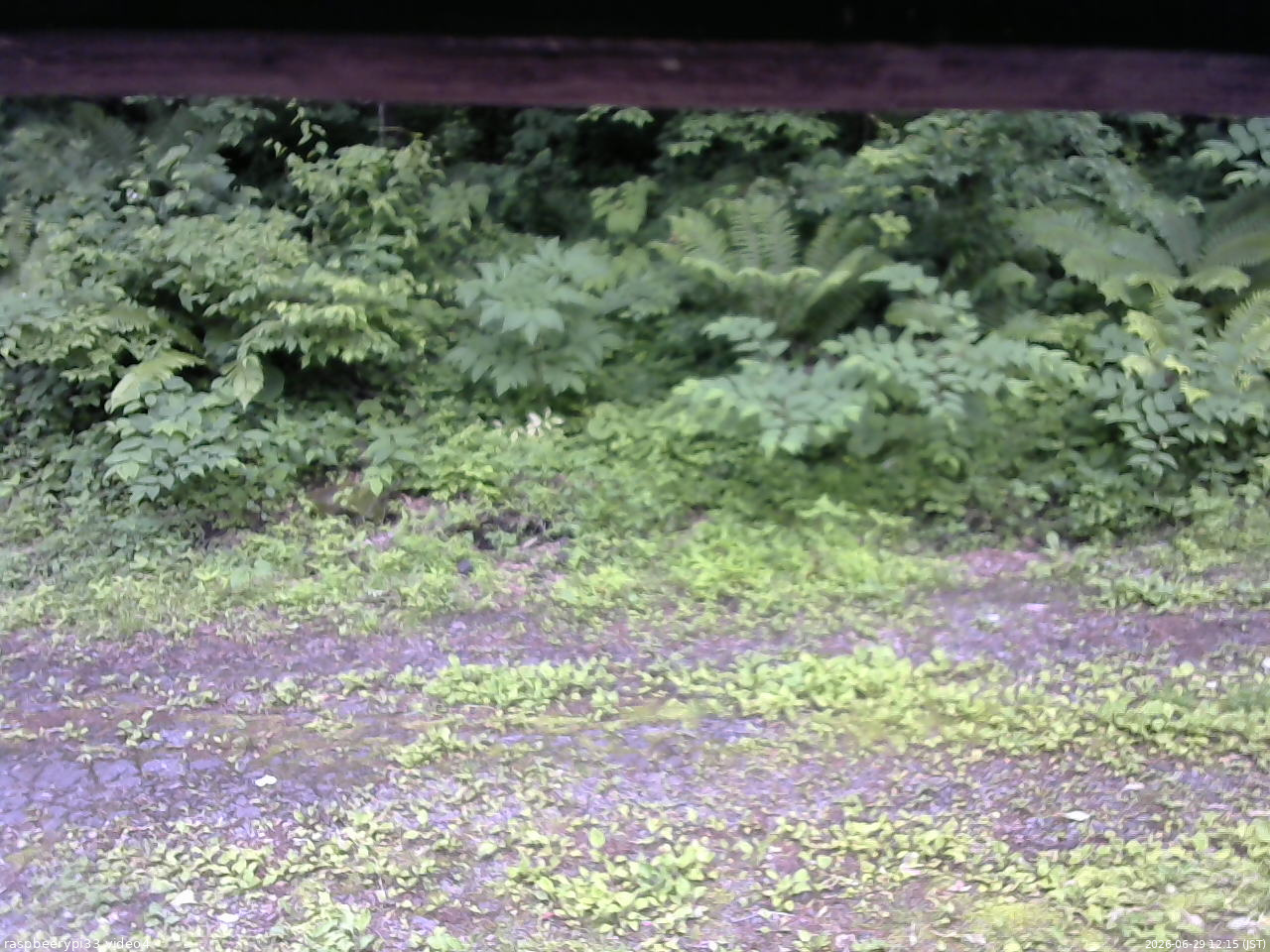 長野県菅平高原 ゆたか山荘 東側(坂下) 2026/06/29 12:15
