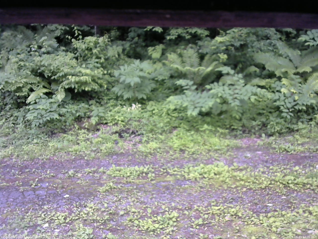 長野県菅平高原 ゆたか山荘 東側(坂下) 2026/06/29 13:00