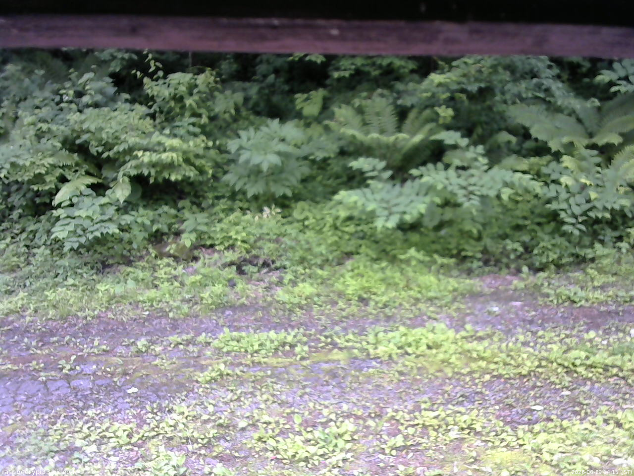長野県菅平高原 ゆたか山荘 東側(坂下) 2026/06/29 14:15