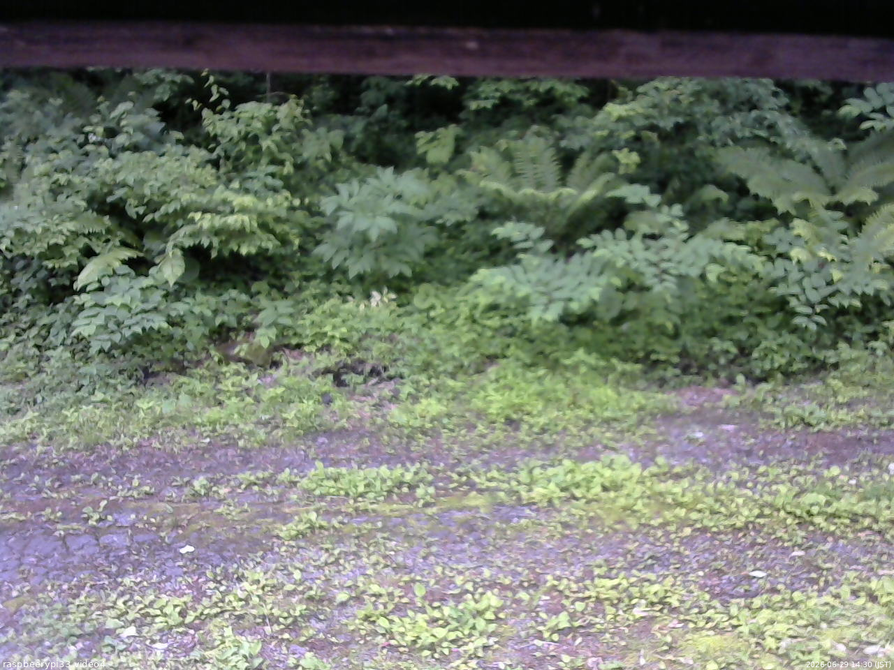 長野県菅平高原 ゆたか山荘 東側(坂下) 2026/06/29 14:30