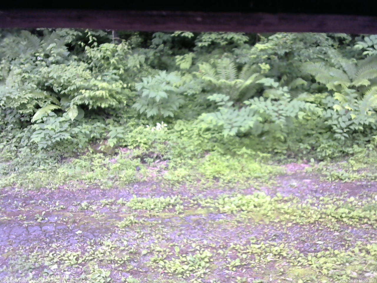 長野県菅平高原 ゆたか山荘 東側(坂下) 2026/06/29 15:00
