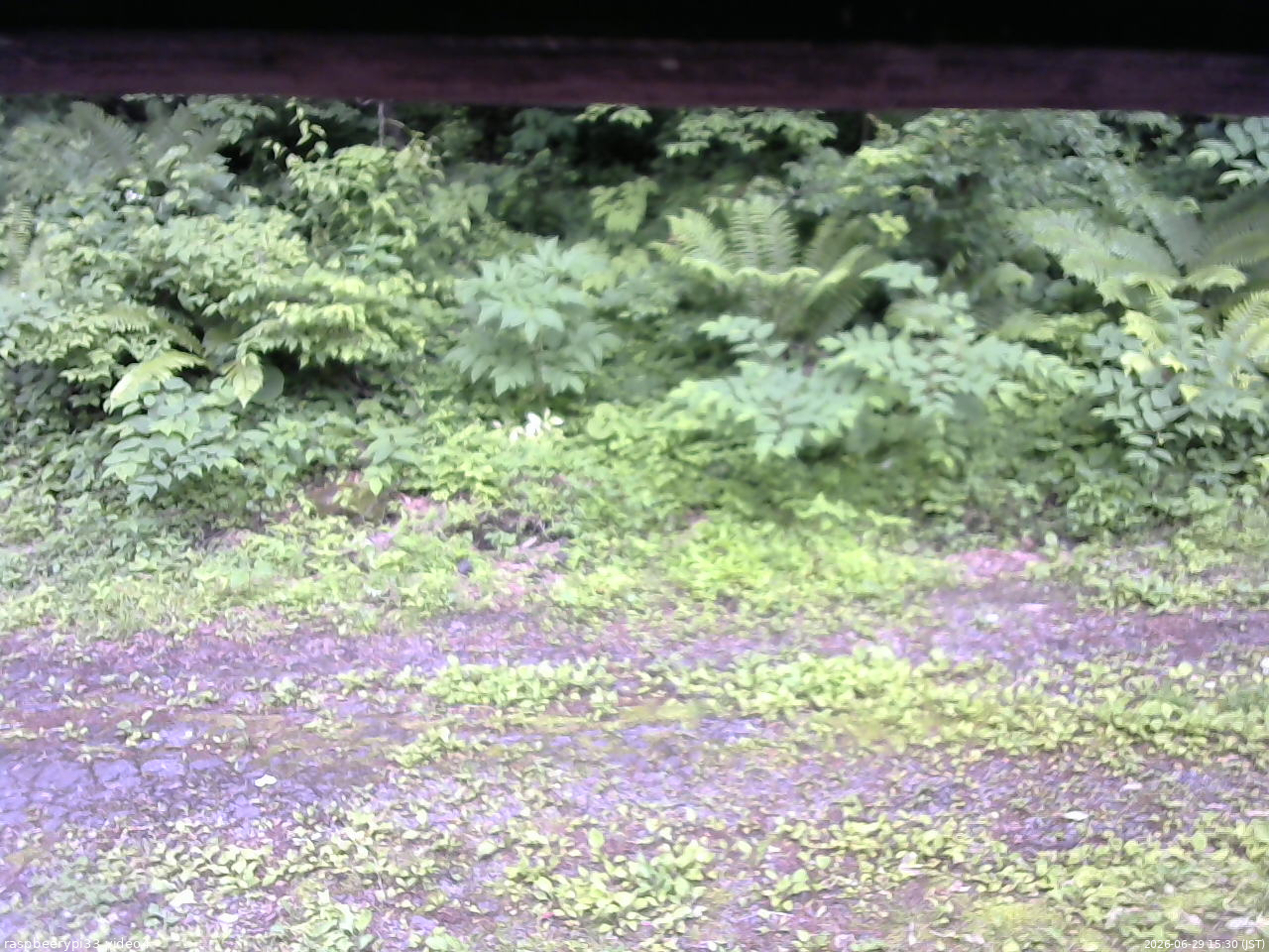 長野県菅平高原 ゆたか山荘 東側(坂下) 2026/06/29 15:30