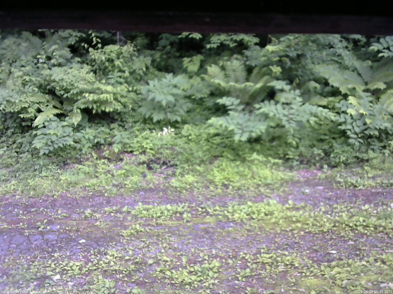 長野県菅平高原 ゆたか山荘 東側(坂下) 2026/06/29 15:45