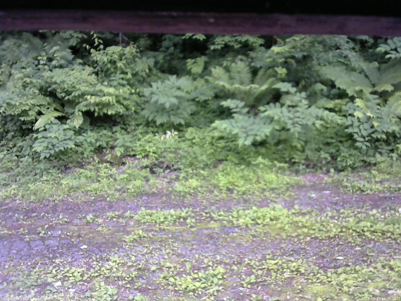 長野県菅平高原 ゆたか山荘 東側(坂下) 2026/06/29 16:00