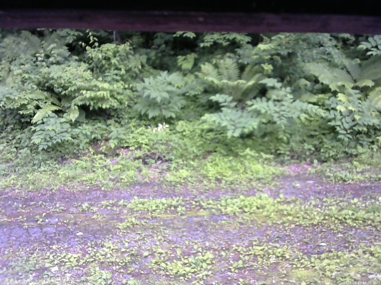 長野県菅平高原 ゆたか山荘 東側(坂下) 2026/06/29 16:45