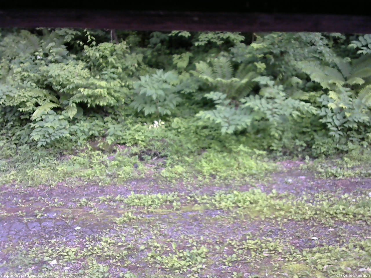長野県菅平高原 ゆたか山荘 東側(坂下) 2026/06/29 17:00
