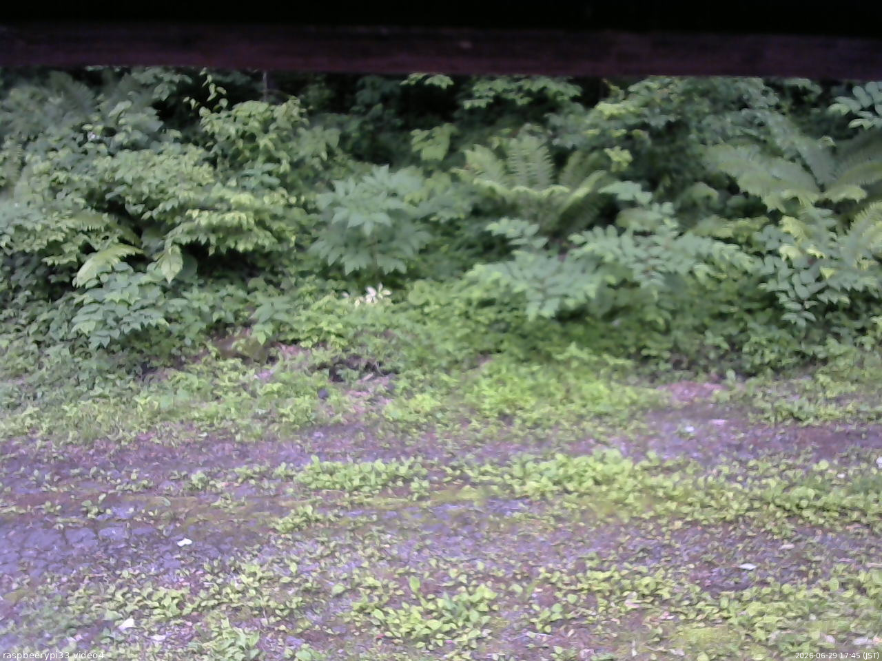長野県菅平高原 ゆたか山荘 東側(坂下) 2026/06/29 17:45
