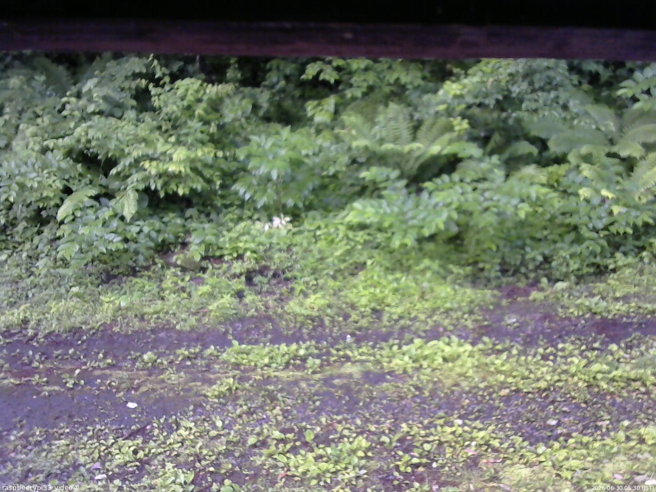 長野県菅平高原 ゆたか山荘 東側(坂下) 2026/06/30 05:30