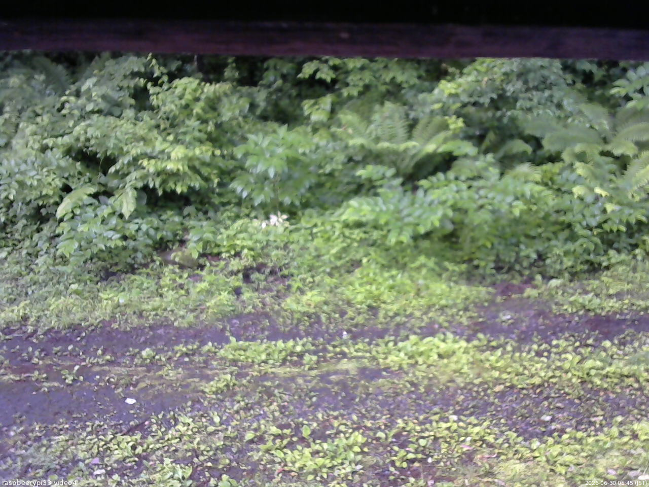 長野県菅平高原 ゆたか山荘 東側(坂下) 2026/06/30 05:45
