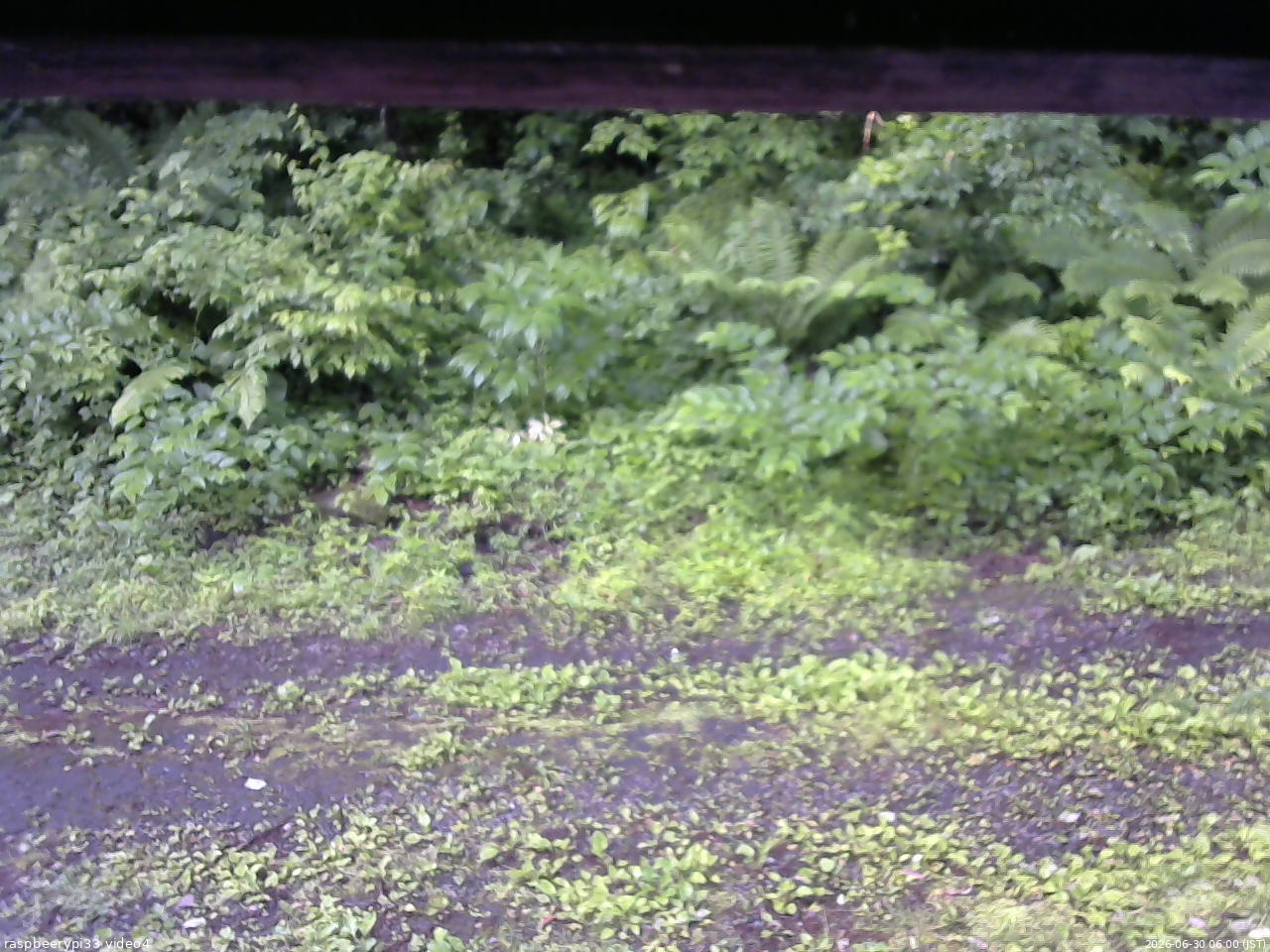 長野県菅平高原 ゆたか山荘 東側(坂下) 2026/06/30 06:00