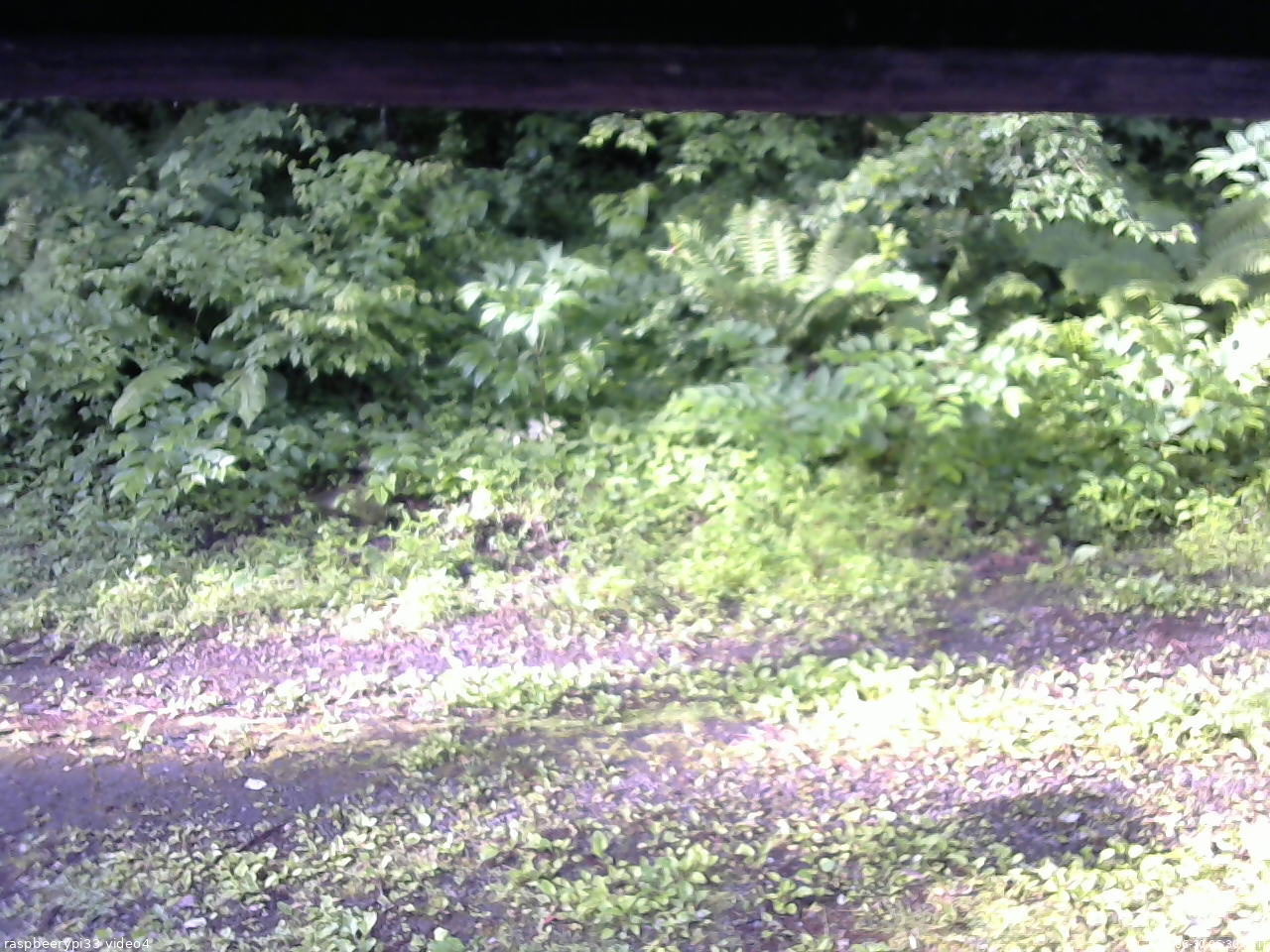 長野県菅平高原 ゆたか山荘 東側(坂下) 2026/06/30 06:30