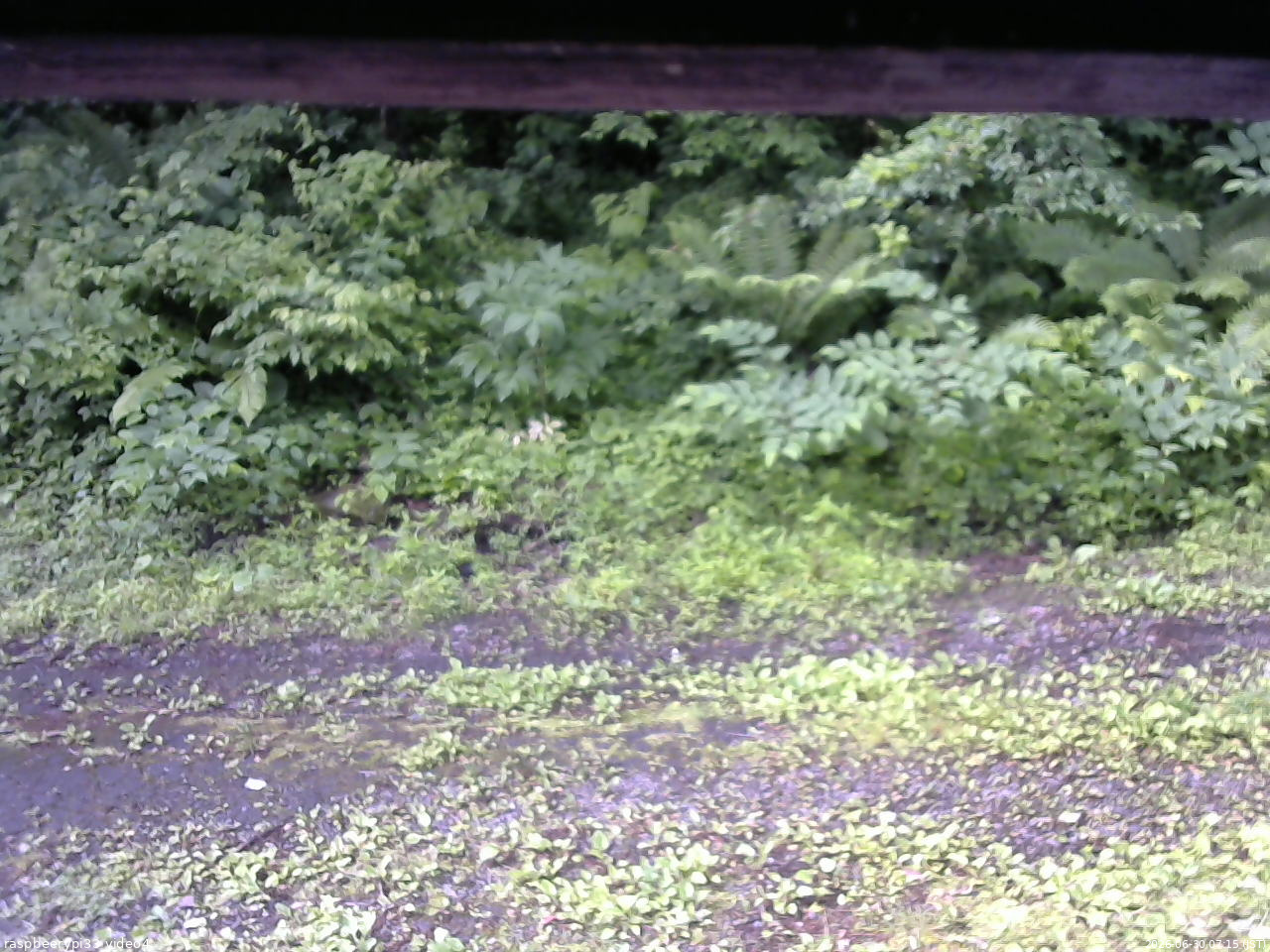 長野県菅平高原 ゆたか山荘 東側(坂下) 2026/06/30 07:15