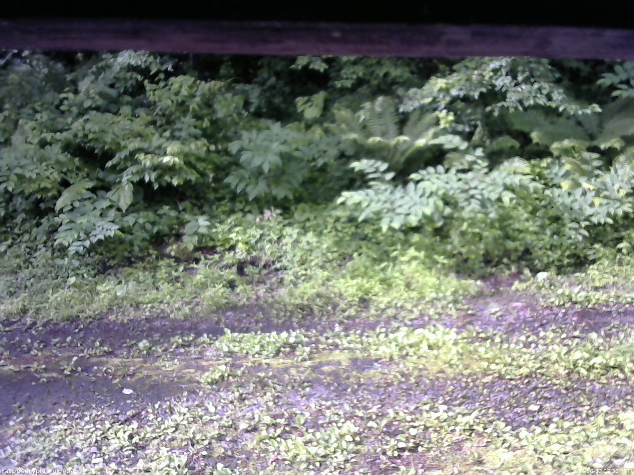 長野県菅平高原 ゆたか山荘 東側(坂下) 2026/06/30 07:30