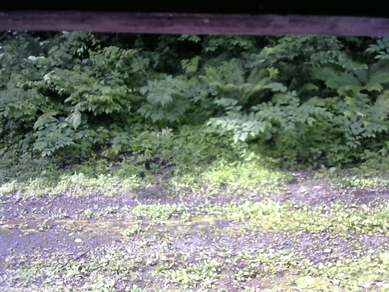 長野県菅平高原 ゆたか山荘 東側(坂下) 2026/06/30 08:00