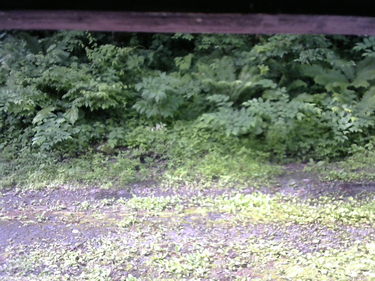 長野県菅平高原 ゆたか山荘 東側(坂下) 2026/06/30 08:15