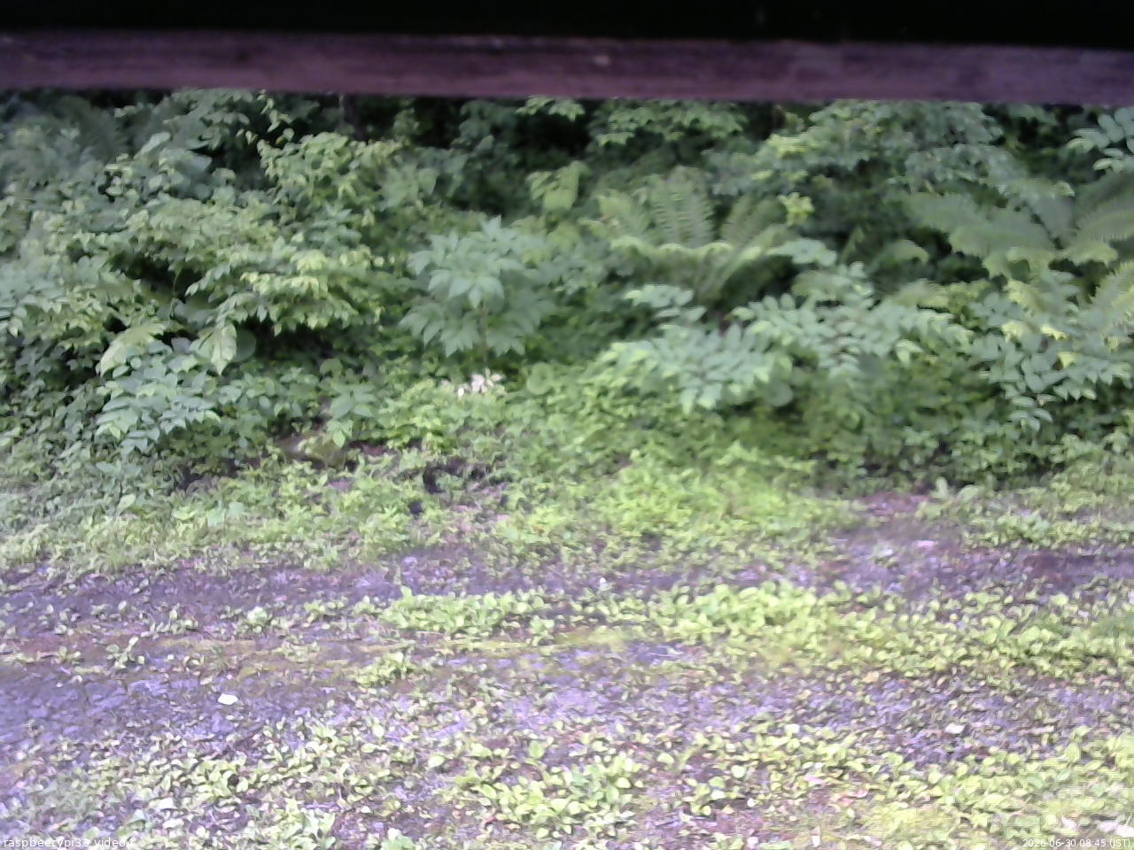 長野県菅平高原 ゆたか山荘 東側(坂下) 2026/06/30 08:45
