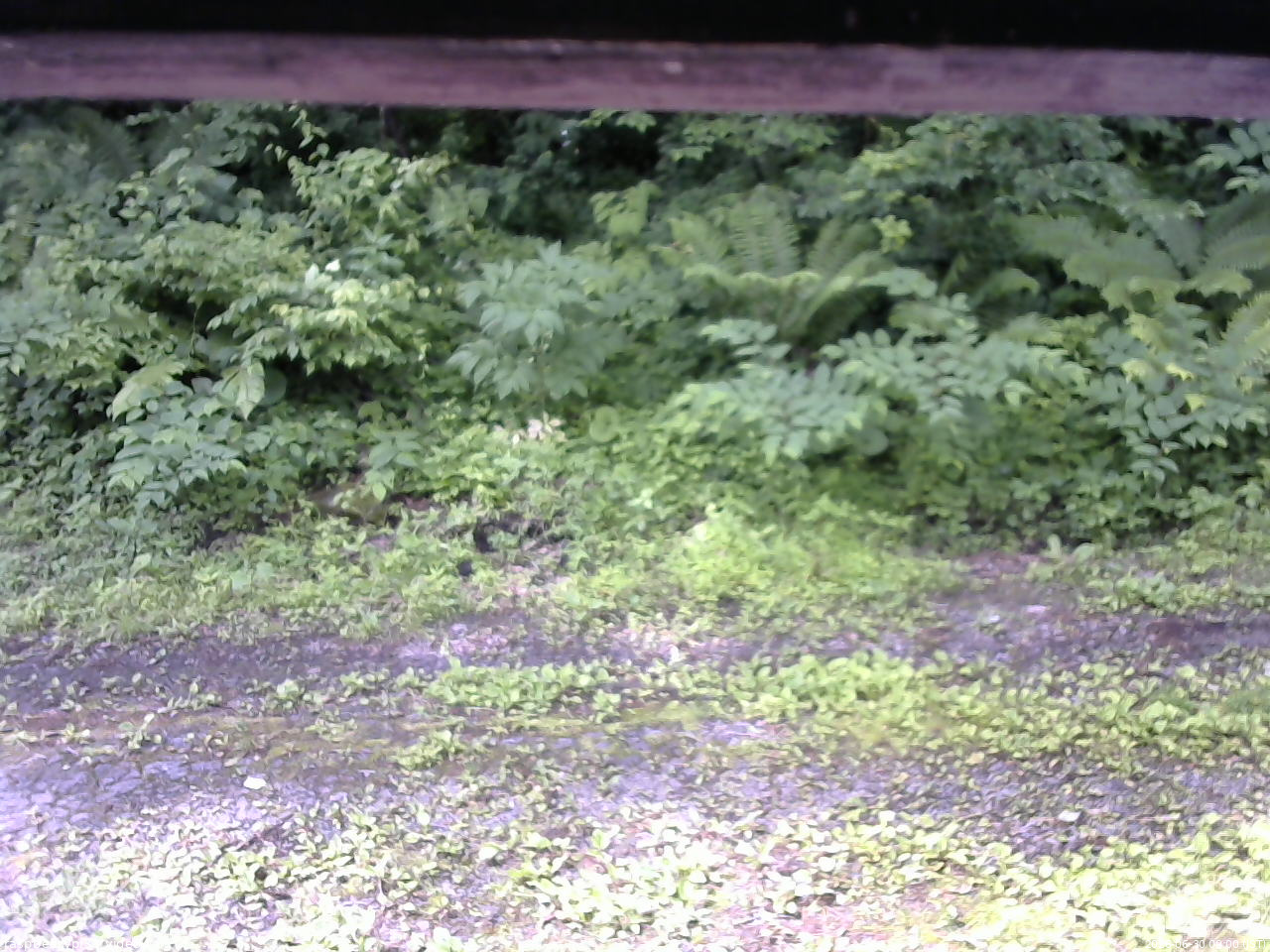 長野県菅平高原 ゆたか山荘 東側(坂下) 2026/06/30 09:00
