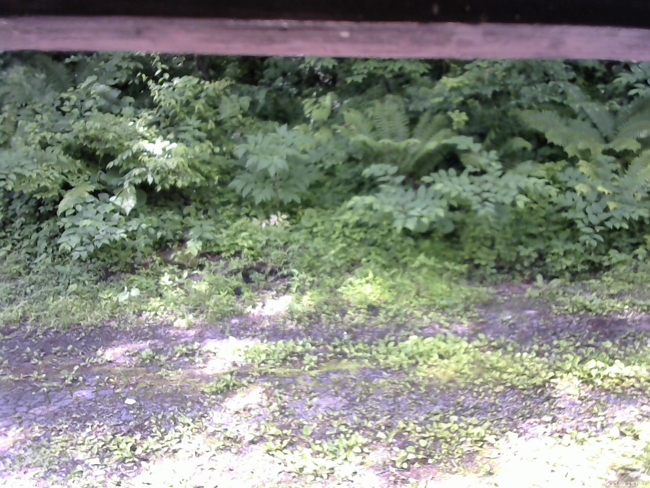 長野県菅平高原 ゆたか山荘 東側(坂下) 2026/06/30 09:15