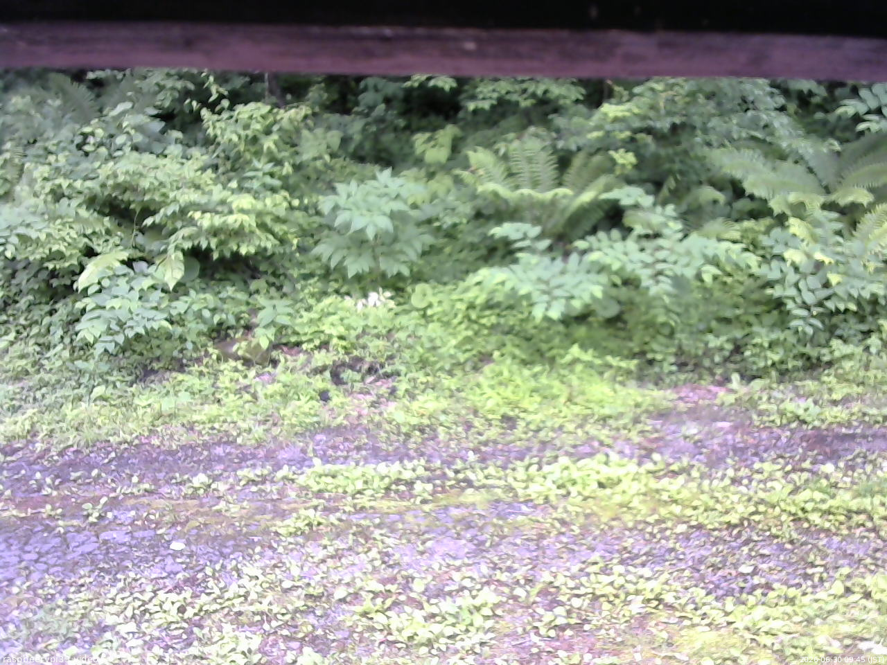 長野県菅平高原 ゆたか山荘 東側(坂下) 2026/06/30 09:45