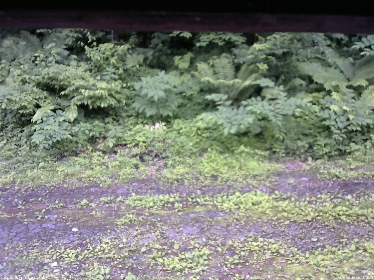 長野県菅平高原 ゆたか山荘 東側(坂下) 2026/06/30 10:15