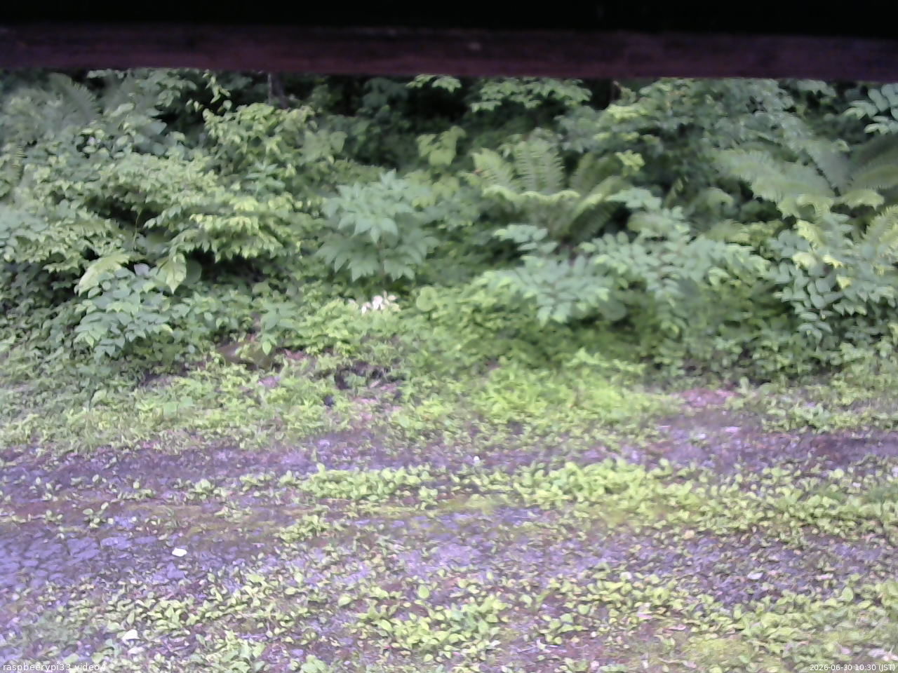 長野県菅平高原 ゆたか山荘 東側(坂下) 2026/06/30 10:30
