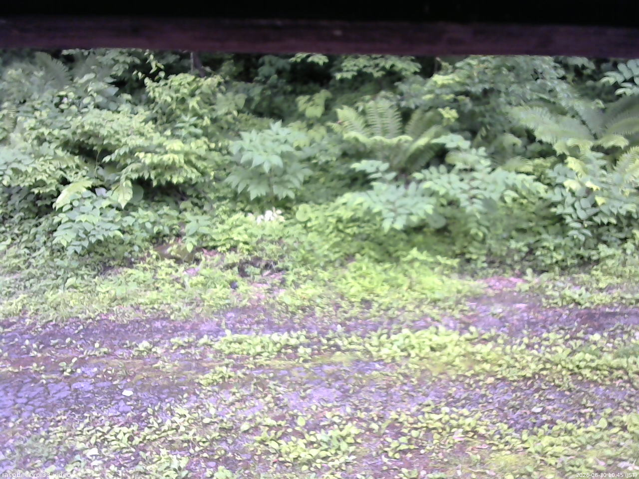 長野県菅平高原 ゆたか山荘 東側(坂下) 2026/06/30 10:45