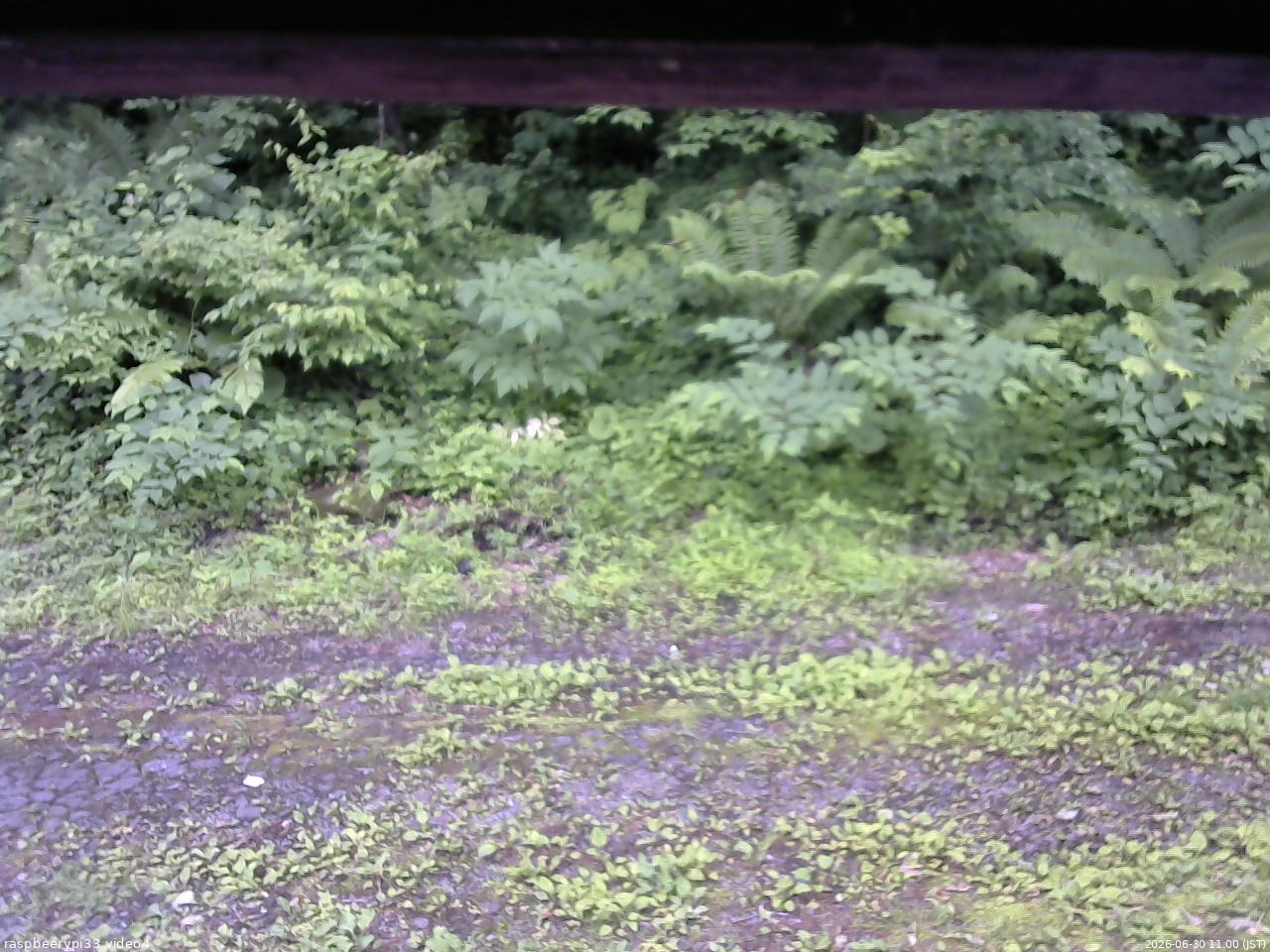 長野県菅平高原 ゆたか山荘 東側(坂下) 2026/06/30 11:00
