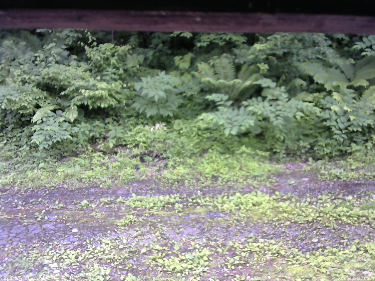 長野県菅平高原 ゆたか山荘 東側(坂下) 2026/06/30 11:15